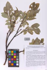 Ива мохнатая, Ива шерстистая L., Восточная Европа, Северный район (E1) (Россия)