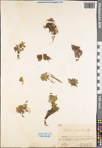 Сальвиния плавающая (L.) All., Восточная Европа, Восточный район (E10) (Россия)