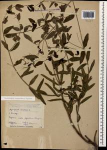 Poacynum sarmatiense (Woodson) Mavrodiev, Laktionov & Yu. E. Alexeev, Кавказ, Дагестан (K2) (Россия)