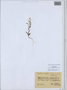 Neotorularia dentata (Freyn & Sint.) Hedge & J. Léonard, Средняя Азия и Казахстан, Каракумы (M6) (Туркмения)