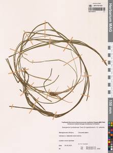 Sparganium × probatovae Tzvelev, Сибирь, Чукотка и Камчатка (S7) (Россия)