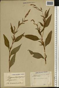 Горец развесистый, Горец щавелелистный (L.) Gray, Восточная Европа, Латвия (E2b) (Латвия)