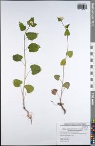 Чесночница черешковая (M.Bieb.) Cavara & Grande, Восточная Европа, Центральный район (E4) (Россия)