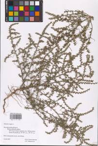 Солянка обыкновенная, Солянка сорная L., Восточная Европа, Центральный лесостепной район (E6) (Россия)