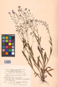 Незабудка альпийская F.W.Schmidt, Восточная Европа, Московская область и Москва (E4a) (Россия)