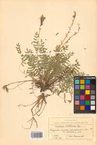 Остролодочник уральский (L.) DC., Сибирь, Дальний Восток (S6) (Россия)