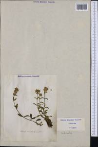 Sideritis hyssopifolia L., Западная Европа (EUR) (Италия)