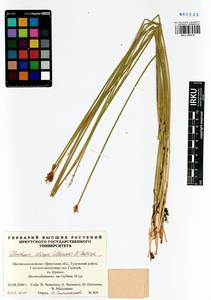 Eleocharis uniglumis subsp. uniglumis, Сибирь, Прибайкалье и Забайкалье (S4) (Россия)