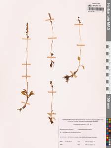 Гудайера ползучая (L.) R.Br., Сибирь, Чукотка и Камчатка (S7) (Россия)