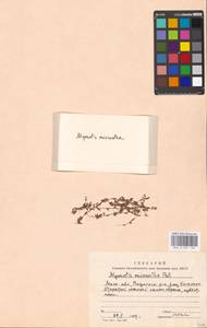 Незабудка прямостоячая Link ex Roem. & Schult., Восточная Европа, Московская область и Москва (E4a) (Россия)