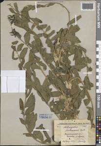 Астрагал Сиверса Pall., Средняя Азия и Казахстан, Западный Тянь-Шань и Каратау (M3) (Узбекистан)