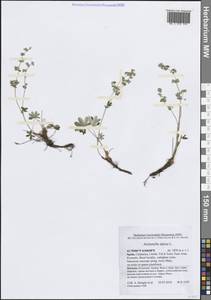 Манжетка альпийская L., Западная Европа (EUR) (Испания)