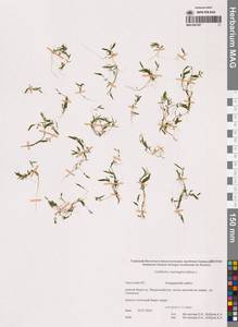 Болотник обоеполый L., Сибирь, Чукотка и Камчатка (S7) (Россия)