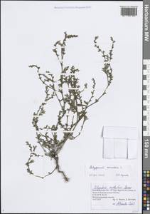 Спорыш птичий, Горец птичий L., Восточная Европа, Волжско-Камский район (E7) (Россия)