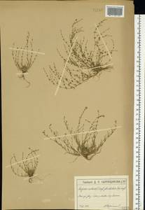 Мшанка узловатая (L.) Fenzl, Восточная Европа, Московская область и Москва (E4a) (Россия)