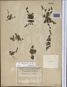 Oxybasis chenopodioides (L.) S. Fuentes, Uotila & Borsch, Средняя Азия и Казахстан, Сырдарьинские пустыни и Кызылкумы (M7) (Казахстан)