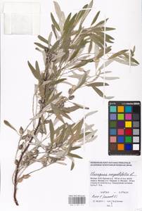 Лох узколистный, Лох обыкновенный L., Восточная Европа, Московская область и Москва (E4a) (Россия)