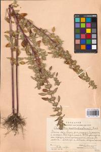 Щетинохвост шандровый (L.) Ehrh. ex Rchb., Восточная Европа, Московская область и Москва (E4a) (Россия)