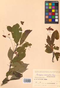 Бересклет большекрылый Rupr., Сибирь, Дальний Восток (S6) (Россия)