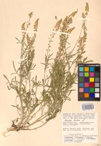 Резеда желтая L., Восточная Европа, Нижневолжский район (E9) (Россия)