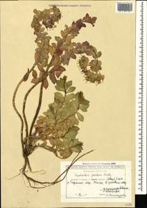 Euphorbia myrsinites subsp. myrsinites, Кавказ, Грузия (K4) (Грузия)