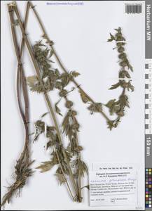 Пустырник сизоватый Bunge, Средняя Азия и Казахстан, Муюнкумы, Прибалхашье и Бетпак-Дала (M9) (Казахстан)