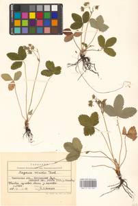 Земляника зеленая, Полуница Duchesne, Восточная Европа, Центральный лесостепной район (E6) (Россия)