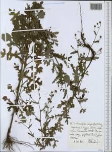 Дихроцефала цельнолистная (L. fil.) Kuntze, Африка (AFR) (Эфиопия)