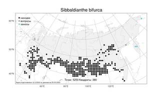 Sibbaldianthe bifurca, Лапчатка вильчатая (L.) Kurtto & T. Erikss., Атлас флоры России (FLORUS) (Россия)