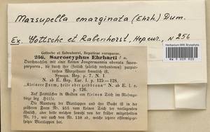 Marsupella emarginata (Ehrh.) Dumort., Гербарий мохообразных, Мхи - Западная Европа (BEu)