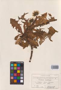 Taraxacum shikotanense Kitam., Сибирь, Дальний Восток (S6) (Россия)