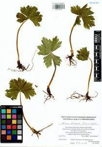Anemonastrum baicalense (Turcz.) Mosyakin, Сибирь, Прибайкалье и Забайкалье (S4) (Россия)