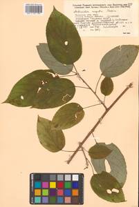 Актинидия Джиральди (Diels) Vorosch., Сибирь, Дальний Восток (S6) (Россия)