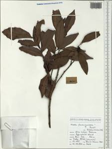 Diospyros fasciculosa (F.Muell.) F.Muell., Австралия и Океания (AUSTR) (Новая Каледония)