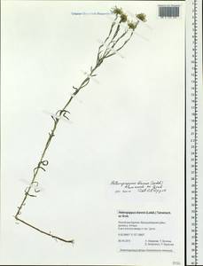 Aster neobiennis Brouillet, Semple & Y.L.Chen, Сибирь, Прибайкалье и Забайкалье (S4) (Россия)
