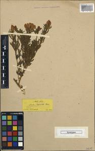 Cytisus orientalis Loisel., Зарубежная Азия (ASIA) (Турция)