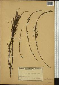 Phyllanthus hirtellus F.Muell. ex Müll.Arg., Австралия и Океания (AUSTR) (Австралия)