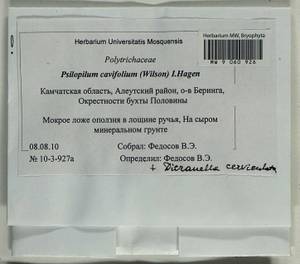 Psilopilum cavifolium (Wilson) I. Hagen, Гербарий мохообразных, Мхи - Чукотка и Камчатка (B21) (Россия)