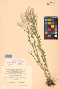 Сурепка обыкновенная W.T.Aiton, Восточная Европа, Центральный лесостепной район (E6) (Россия)