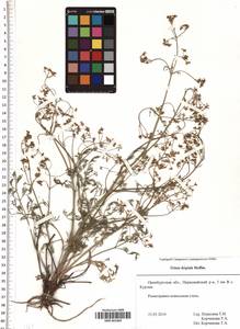 SMR001869, Триния щетинисто-волосистая, Триния щетинистоволосая Hoffm., Восточная Европа, Восточный район (E10) (Россия)