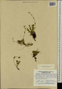 Noccaea thlaspidioides (Pall.) F.K.Mey., Монголия (MONG) (Монголия)