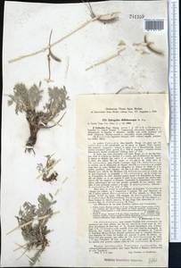 Astragalus dolichocarpus Popov, Средняя Азия и Казахстан, Западный Тянь-Шань и Каратау (M3) (Узбекистан)