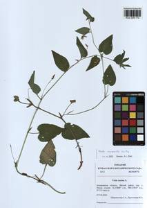 Viola canina subsp. ruppii (All.) Schübl. & G. Martens, Сибирь, Алтай и Саяны (S2) (Россия)