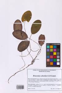 Бразения Шребера J.F.Gmel., Сибирь, Дальний Восток (S6) (Россия)