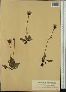 Hieracium nigrescens subsp. decipiens (Tausch) Celak., Западная Европа (EUR) (Чехия)