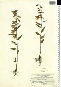 Колокольчик рапунцелевидный L., Восточная Европа, Московская область и Москва (E4a) (Россия)