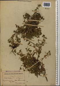Lysimachia arvensis (L.) U.Manns & Anderb., Кавказ, Азербайджан (K6) (Азербайджан)