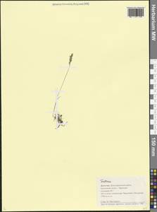 Овсяница, Кавказ, Дагестан (K2) (Россия)