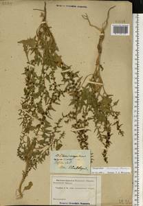 Blitum virgatum subsp. virgatum, Восточная Европа, Южно-Украинский район (E12) (Украина)