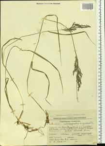 Вейник пурпурный (Trin.) Trin., Сибирь, Чукотка и Камчатка (S7) (Россия)